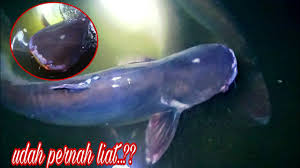 Mengalami mimpi mendapatkan ikan lele yang besar dikatakan bahwa seseorang akan mengalami kesialan yang besar. Udah Pernah Liat Ikan Patin Sebesar Ini Jackpot Di Kolam Galatama Lele Pemancingan Kojem