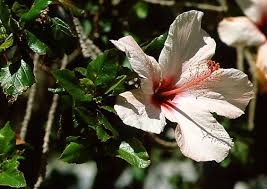 Image result for Hibiscus aethiopicus