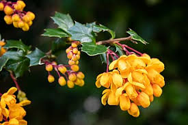 Image result for Berberis darwinii