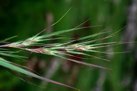 Image result for Themeda triandra