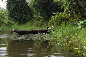 Objek rekreasi alam tersebut memiliki luas sekitar 2.500 meter persegi. Cagar Alam Rawa Danau Kawasan Ekosistem Rawa Air Tawar Satu Satunya Di Pulau Jawa Journal