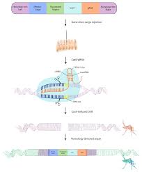 How could gene editing be used for pest control? Insects Free Full Text Antiviral Effectors And Gene Drive Strategies For Mosquito Population Suppression Or Replacement To Mitigate Arbovirus Transmission By Aedes Aegypti Html