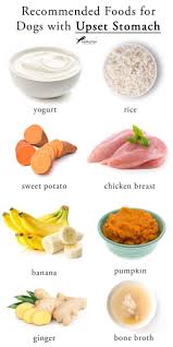 What To Feed A Dog With An Upset Stomach Foods Dogs Can Eat Dog Food Recipes Healthy Dog Food Recipes