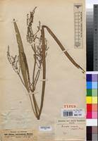 Image result for Burnatia enneandra