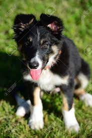 They're both smart, energetic, alert, and keen. A Tricolor Border Collie Puppy 4 Months Old Dog Sitting On Grass Stock Photo Picture And Royalty Free Image Image 15128083