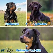 The rottweiler lab mix has many nicknames from labrottie to rottwador. Rottweiler Lab Mix The Complete Labrottie Dog Breed Guide All Things Dogs All Things Dogs