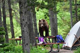 Stay in one of 13 traditional campgrounds or try a 8 people (2 vehicles) per site, unless in designated group sites. Hard Sided Only Camping In Many Glacier Glacier National Park U S National Park Service