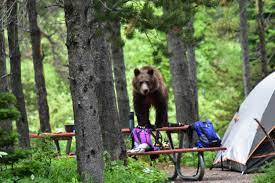 Camping cabins with air conditioning and heat. Hard Sided Only Camping In Many Glacier Glacier National Park U S National Park Service