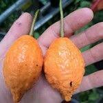 Image result for Tabernanthe