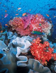 Reef Check Foundation