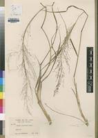 Image result for Panicum graciliflorum