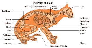 I really, really suggest just taking a few hours. Cat Students Britannica Kids Homework Help