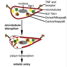 Check spelling or type a new query. Microtubule Disruption Upon Cns Damage Triggers Mitotic Entry Via Tnf Signaling Activation Sciencedirect