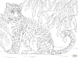 For boys and girls, kids and adults, teenagers and toddlers, preschoolers and older kids at school. Amur Leopard Super Coloring Coloring Book Art Leopard Drawing Animal Coloring Pages