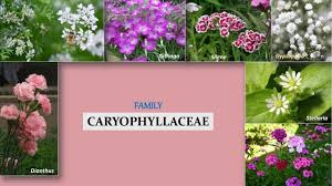 Image result for Caryophyllaceae
