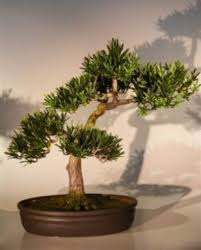 Artificial Podocarpus Bonsai Tree Kunstliche Pflanzen Im Freien Kunstliche Blumen Kunstpflanzen