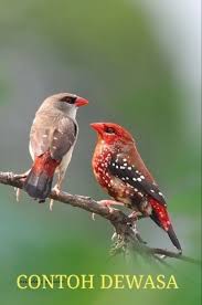 Ukuran tubuh burung pipit tidak terlalu besar dengan paruh yang juga kecil namun terlihat tebal. Jual Burung Pipit Emprit Finch Strawberry Finch Sepasang Trotolan Di Lapak Satrio Adi Chandra Budiawan Bukalapak