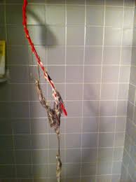 Also known as a plumbing auger, a snake eats through compacted debris that a plunger won't budge. How To Unclog A Shower Drain With A Snake And Drano Dengarden