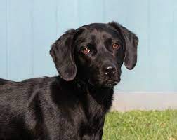 Www.wantedoldmotorcycles.com) pic hide this posting restore restore this posting Labrador Retriever Puppies West Virginia The Y Guide