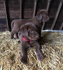 Teacup labrador retriever or lab puppies for. Conquest Labradors Labrador Retriever Breeder In Goshen Indiana