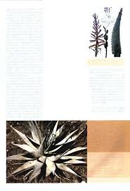 Image result for Aloe welwitschii