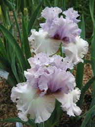 Tbcrystalgazer Tbathrue Iris Wiki