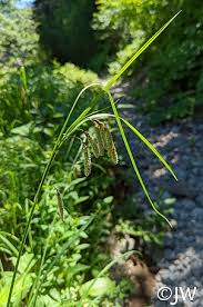 Image result for Carex angolensis