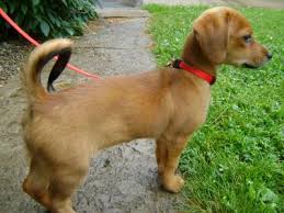 Check spelling or type a new query. Adorable Pomeranian Dachshund Mix Puppies L2sanpiero