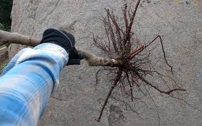 Bare root nursery liners and seedlings, tree and shrub. Bare Root Season Is Here The Best Time To Buy And Plant A Deciduous Fruit Tree Is Now Greg Alder S Yard Posts Southern California Food Gardening