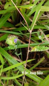 Image result for Smithia erubescens