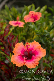 Image result for Hibiscus schinzii