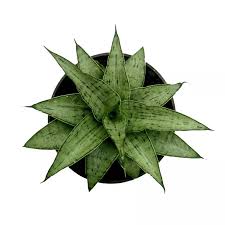 Image result for Cuviera semseii