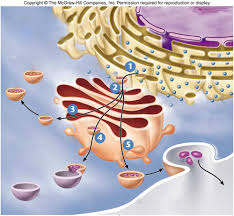 Schematic Representation Of The Endomembrane System Showing... | Download  Scientific Diagram