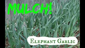 Some people may have tastes or allergies to which even one clove of garlic is too much. Using Leaves To Mulch Elephant Garlic Youtube