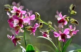 Semakin banyak jenis novel yang beredar dalam masyarakat, sekarang ini banyak orang yang mulai menggeluti profesi sebagai penulis novel. Bunga Anggrek Ciri Ciri Klasifikasi Jenis Dan Cara Merawatnya