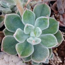 Check spelling or type a new query. Echeveria Pulvinata Frosty Suculentas Todoparatuhuerta Com