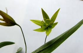 Image result for Littonia