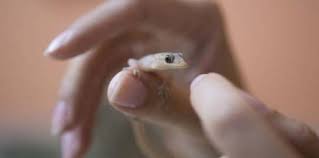 Maybe you would like to learn more about one of these? 7 Arti Kejatuhan Cicak Di Bagian Tubuh Menurut Kepercayaan
