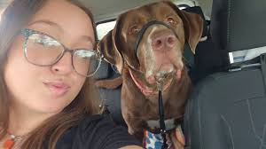 What are some aesthetically pleasing dog bed and cat tree options for a new  home?