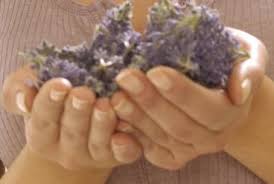 To use for wreaths or crafts requiring bending of the stems, they can be microwaved. Fresh Lavender Flower Buy Fresh Lavender Flowers