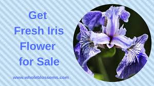 Get Fresh Iris Flower For Sale Iris Flowers Flowers For Sale Flowers Direct