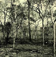 Image result for Tannodia swynnertonii