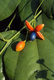 Image result for Aneulophus