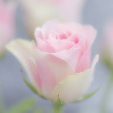 We did not find results for: Sky Blue Pink Pink Rose Pictures Beautiful Roses Flowers Photography