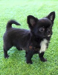Pin En Long Haired Chihuahua