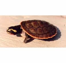 May 22, 2018 · pink belly sideneck turtle with head and front legs out. Freshmarine Com Pink Belly Sideneck Turtles Emydura Subglobosa Buy Pink Belly Turtles Now And Save