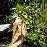 Image result for Conostomium natalense