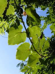 Image result for Vitis