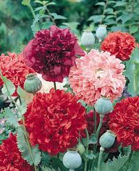 Cut your flowers in the cool of the day, morning or evening. 21 Top Cutting Garden Flowers Swallowtail Garden Seeds