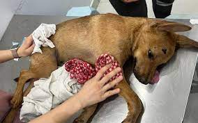 Browny points: kind-hearted couple rescue injured stray dog | FMT